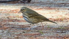 DSCN8216：ビンズイ