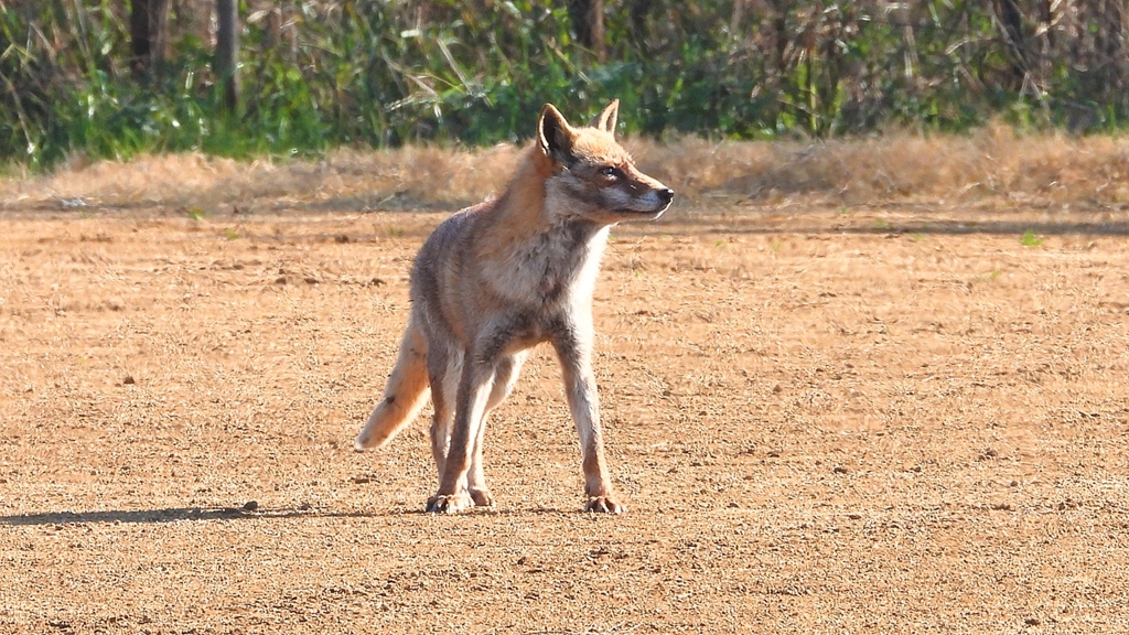 DSCN6720：キツネ