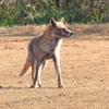 DSCN6720：キツネ