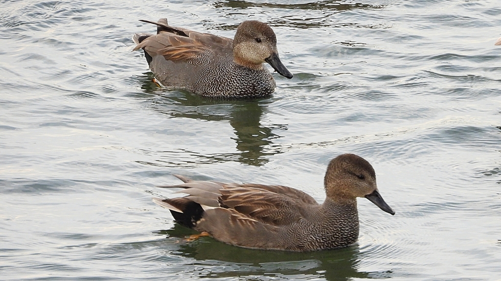 DSCN0672：オカヨシガモ