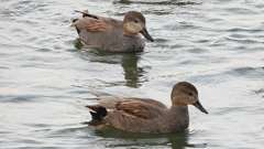 DSCN0672：オカヨシガモ