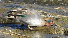 DSCN1697：コガモ（オス）