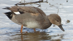 DSCN1770：オカヨシガモ（オス）