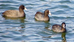 P2410601：オオバン