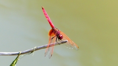 P2300635：ベニトンボ（オス）