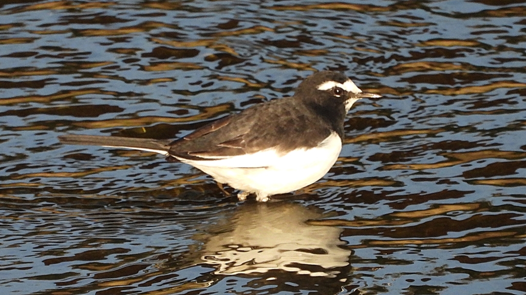 DSCN3704：セグロセキレイ