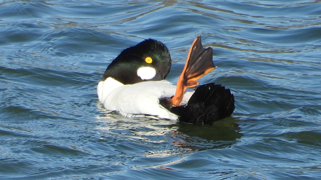 DSCN5602：ホオジロガモ（オス）