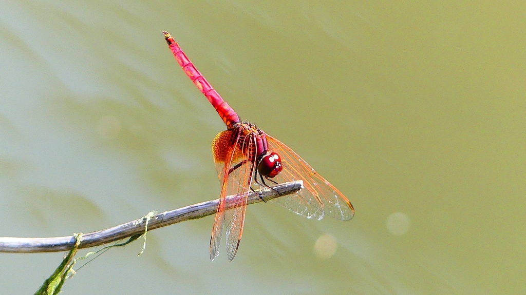 P2300644：ベニトンボ（オス）