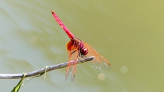 P2300644：ベニトンボ（オス）