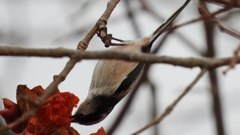 DSCN8540：エナガ