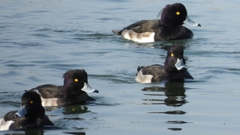 DSCN4144：キンクロハジロ（オス）