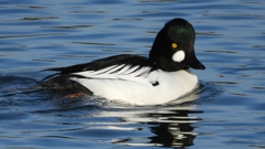 DSCN2653：ホオジロガモ（オス）