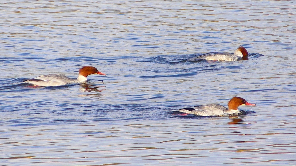 P2410340：カワアイサ