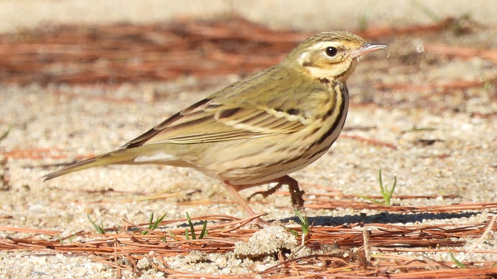 DSCN8265：ビンズイ