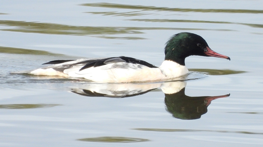 DSCN3111：カワアイサ（オス）