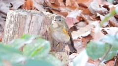 DSCN7089：ルリビタキ（メスタイプ）