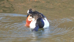 DSCN6027：ハシビロガモ