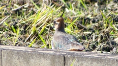 P2340600：タゲリ