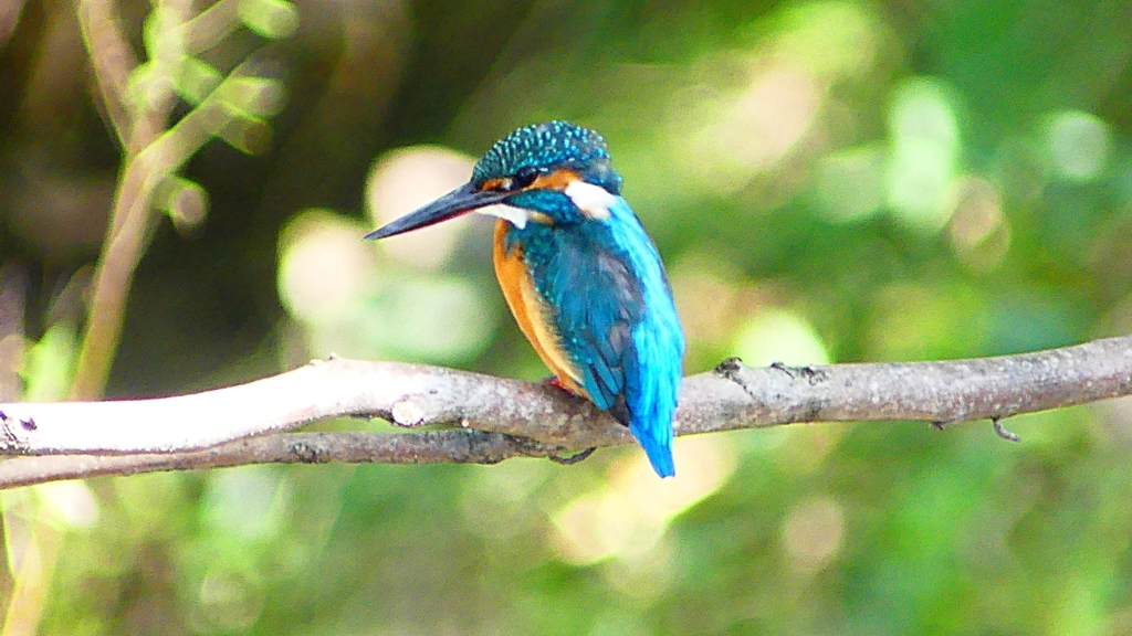 P2300434：カワセミ