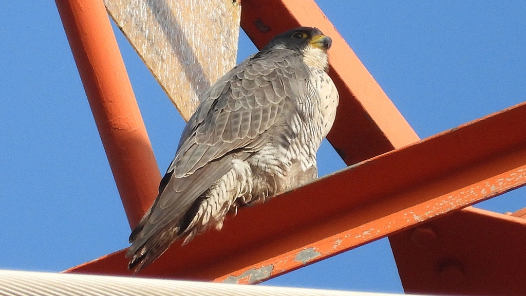 DSCN3803：ハヤブサ