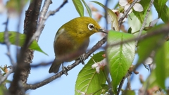 DSCN6244：メジロ