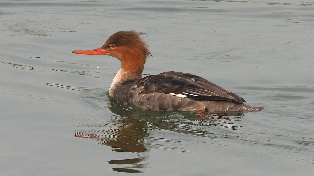 DSCN7313：ウミアイサ