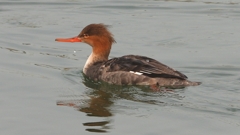 DSCN7313：ウミアイサ