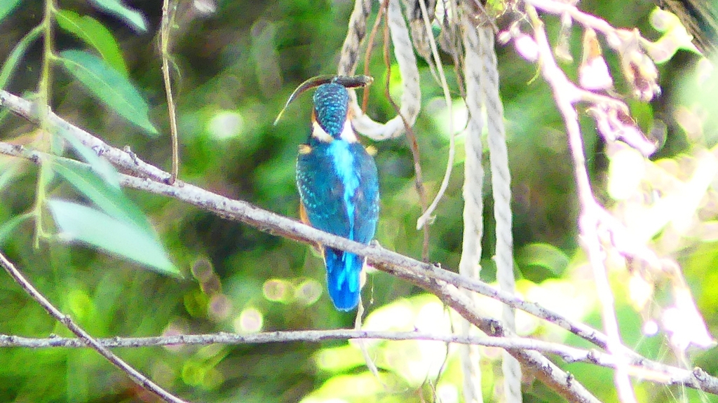 P2290664：カワセミ