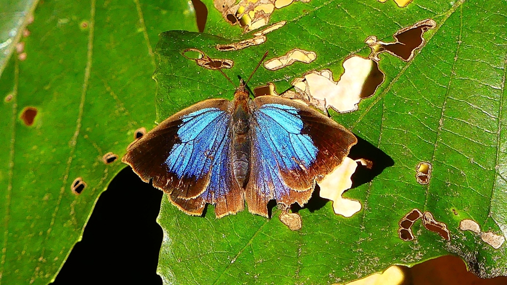 P2400549：ムラサキシジミ