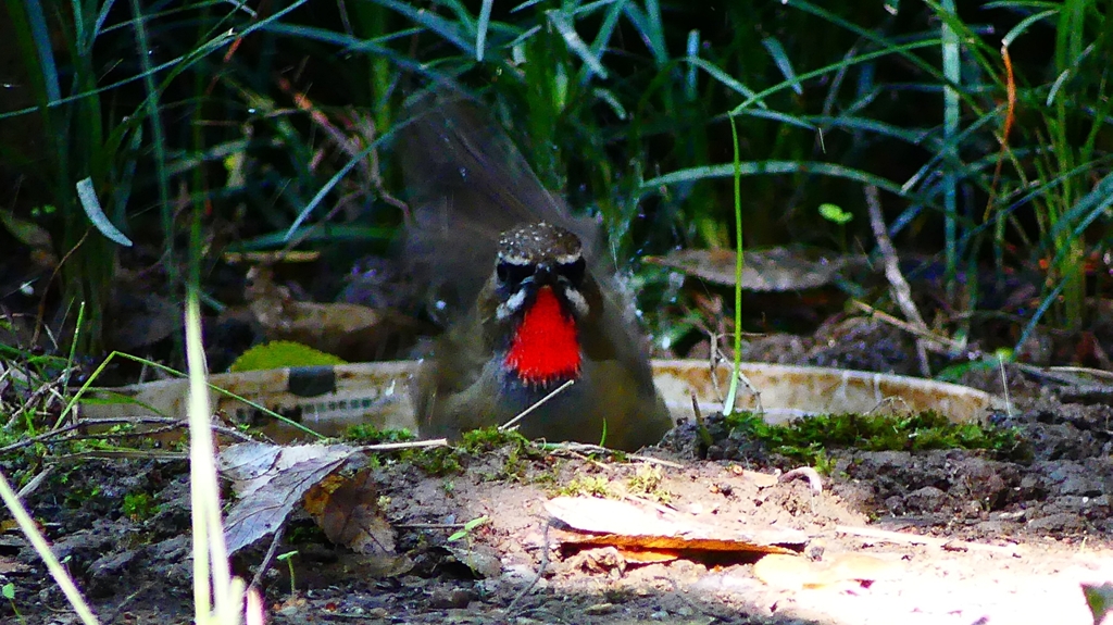 P2310558：ノゴマ（オス