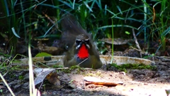 P2310558：ノゴマ（オス