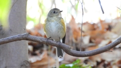 DSCN7088：ルリビタキ（メスタイプ）