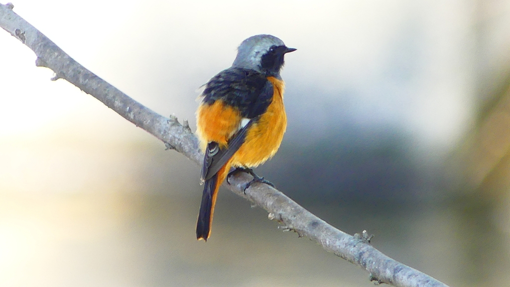 P2330096：ジョウビタキ（オス）