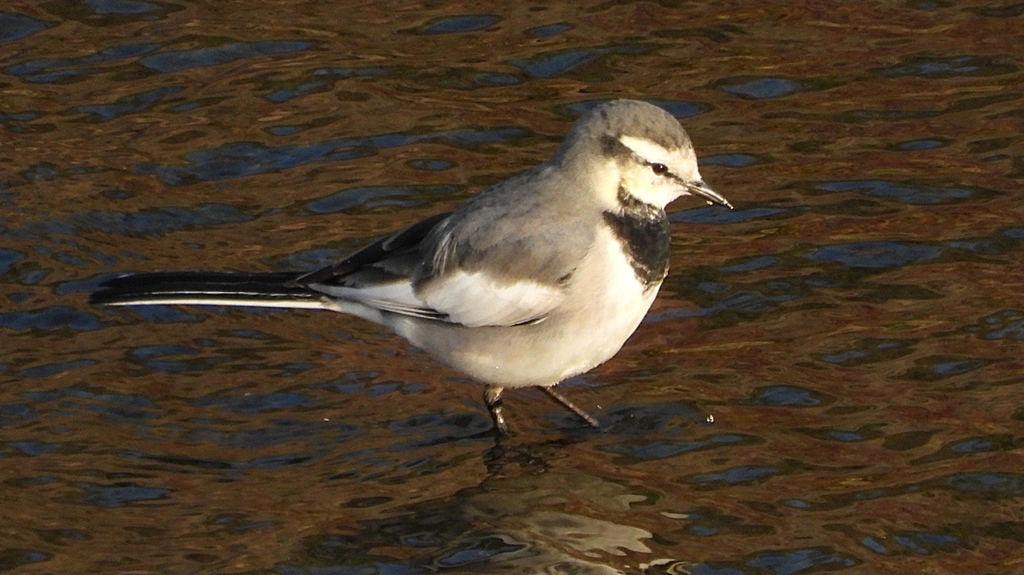 eDSCN3693：ハクセキレイ