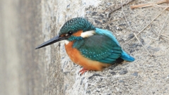 DSCN0573：カワセミ（オス）