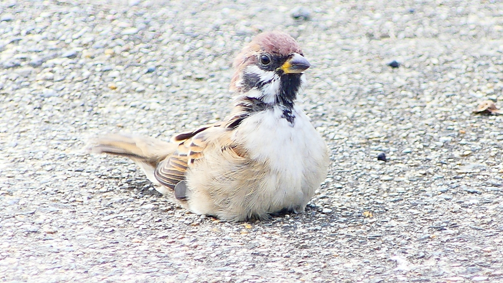 P2280474：スズメ