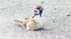 P2280474：スズメ