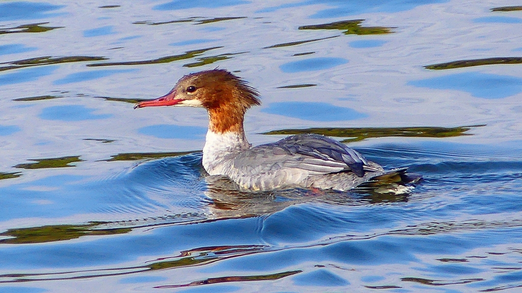 P2390184：カワアイサ（メス）