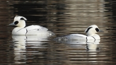 DSCN3218：ミコアイサ（オス）