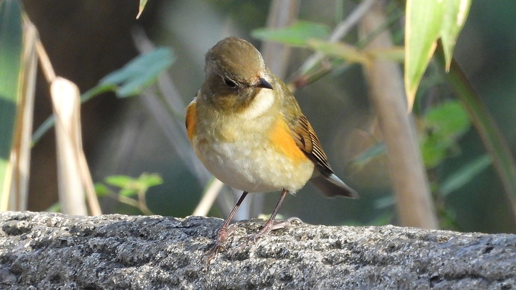 DSCN5981：ルリビタキ（メスタイプ）