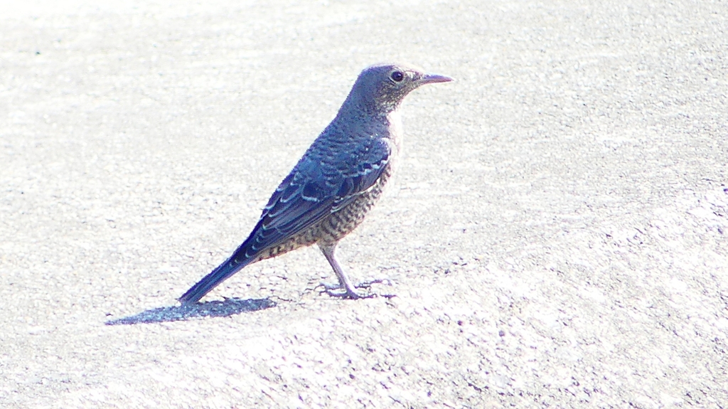 P2270338：イソヒヨドリ（メス）