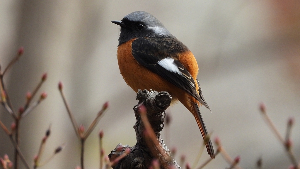 DSCN6149：ジョウビタキ（オス）