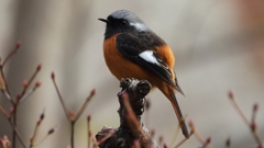 DSCN6149：ジョウビタキ（オス）