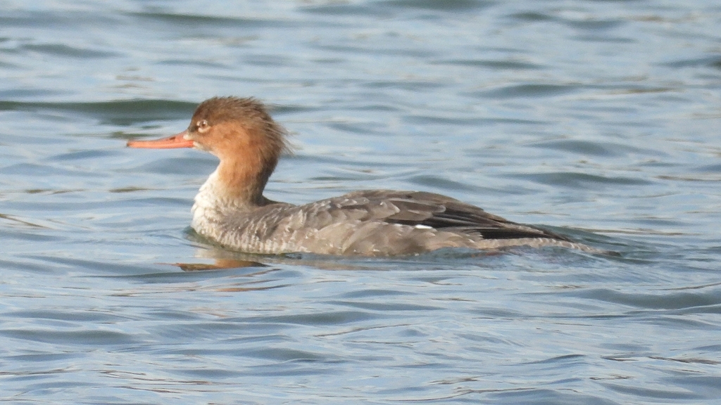 DSCN3259：ウミアイサ（メス）