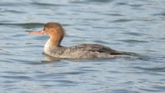 DSCN3259：ウミアイサ（メス）