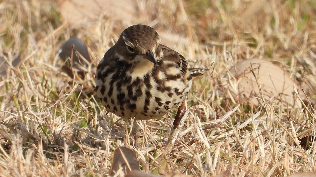 DSCN7585：タヒバリ