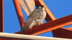 DSCN3757：ハヤブサ