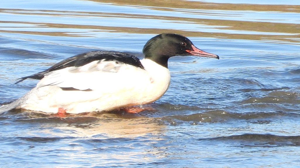 DSCN5329：カワアイサ（オス）