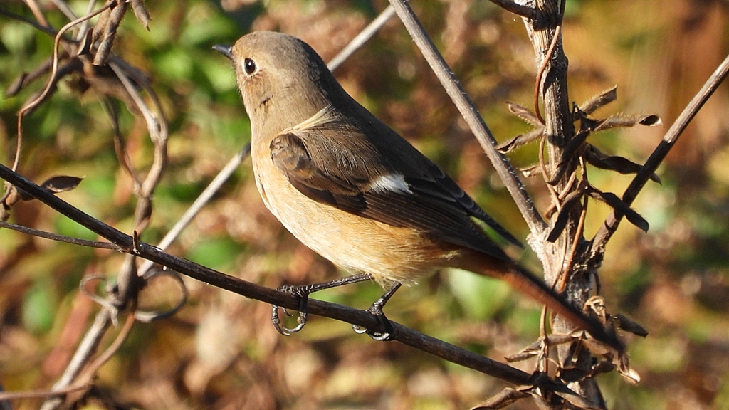 DSCN5441：ジョウビタキ（メス）