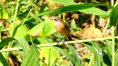 P2300215:ノビタキ P2300215:ノビタキ